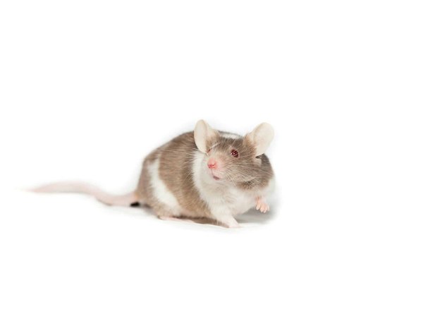 Quel type de litière est le plus adapté pour un élevage de souris domestiques?