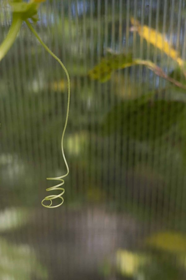 Quel est l'effet du changement d'heure sur les animaux domestiques et comment les aider à s'adapter?